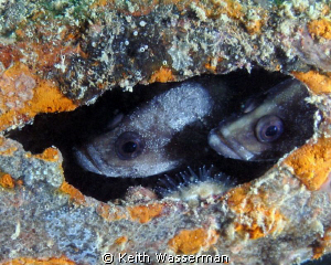 White Spotted Soapfish, South County Reef, Pinellas Count... by Keith Wasserman 